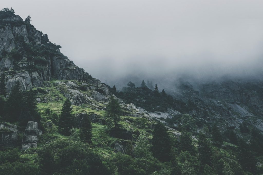 Services Green Leafed Trees During Fog Time 167684 1024x682 1